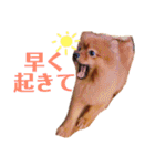 モコのわがまま（個別スタンプ：21）