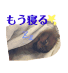 モコのわがまま（個別スタンプ：22）