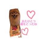 モコのわがまま（個別スタンプ：24）
