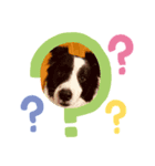 愛犬ボーダーコリー カイルくんスタンプ（個別スタンプ：1）