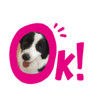 愛犬ボーダーコリー カイルくんスタンプ（個別スタンプ：2）