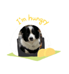 愛犬ボーダーコリー カイルくんスタンプ（個別スタンプ：3）