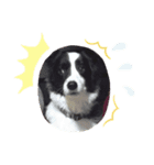 愛犬ボーダーコリー カイルくんスタンプ（個別スタンプ：4）