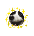 愛犬ボーダーコリー カイルくんスタンプ（個別スタンプ：5）