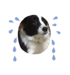 愛犬ボーダーコリー カイルくんスタンプ（個別スタンプ：7）
