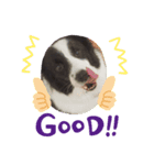 愛犬ボーダーコリー カイルくんスタンプ（個別スタンプ：8）