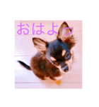 黒チワワのひめたん（個別スタンプ：1）