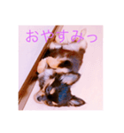 黒チワワのひめたん（個別スタンプ：4）