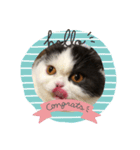 猫ゆめ（個別スタンプ：1）