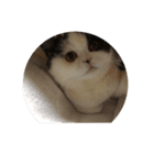 猫ゆめ（個別スタンプ：2）
