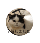 猫ゆめ（個別スタンプ：3）