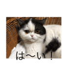猫ゆめ（個別スタンプ：4）