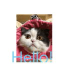 猫ゆめ（個別スタンプ：5）
