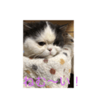 猫ゆめ（個別スタンプ：6）