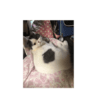 猫ゆめ（個別スタンプ：7）