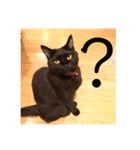黒猫ミー（個別スタンプ：4）