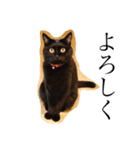 黒猫ミー（個別スタンプ：6）