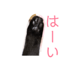 黒猫ミー（個別スタンプ：8）
