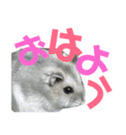 ハム太とハム子の使えるスタンプ【日本語】（個別スタンプ：1）