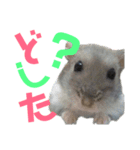ハム太とハム子の使えるスタンプ【日本語】（個別スタンプ：9）