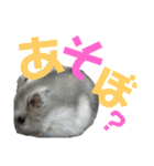 ハム太とハム子の使えるスタンプ【日本語】（個別スタンプ：12）