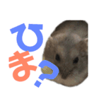ハム太とハム子の使えるスタンプ【日本語】（個別スタンプ：14）