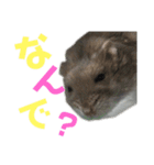 ハム太とハム子の使えるスタンプ【日本語】（個別スタンプ：15）