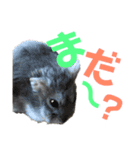 ハム太とハム子の使えるスタンプ【日本語】（個別スタンプ：16）