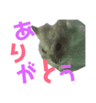 ハム太とハム子の使えるスタンプ【日本語】（個別スタンプ：17）