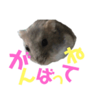 ハム太とハム子の使えるスタンプ【日本語】（個別スタンプ：19）