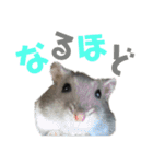 ハム太とハム子の使えるスタンプ【日本語】（個別スタンプ：24）