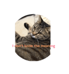 Englishも話せるにゃん（個別スタンプ：7）