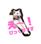 GENGEN ゆるゆるすたんぷ①（個別スタンプ：8）