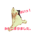 GENGEN ゆるゆるすたんぷ①（個別スタンプ：16）