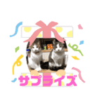 猫のそらともも2（個別スタンプ：1）