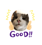 猫のそらともも2（個別スタンプ：2）