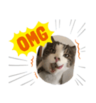 猫のそらともも2（個別スタンプ：3）