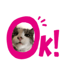 猫のそらともも2（個別スタンプ：4）