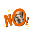 猫のそらともも2（個別スタンプ：5）