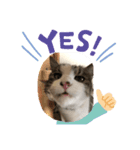 猫のそらともも2（個別スタンプ：6）