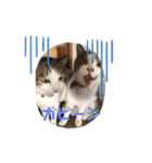 猫のそらともも2（個別スタンプ：7）