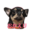 癒し猫＆癒し犬（個別スタンプ：4）