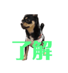 癒し猫＆癒し犬（個別スタンプ：5）