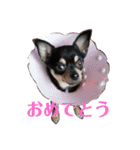 癒し猫＆癒し犬（個別スタンプ：7）