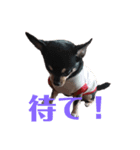 癒し猫＆癒し犬（個別スタンプ：8）