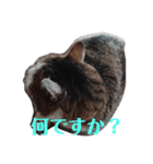 癒し猫＆癒し犬（個別スタンプ：9）