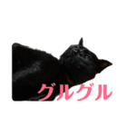 癒し猫＆癒し犬（個別スタンプ：10）