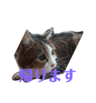 癒し猫＆癒し犬（個別スタンプ：11）