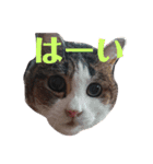 癒し猫＆癒し犬（個別スタンプ：13）