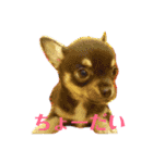 癒し猫＆癒し犬（個別スタンプ：14）